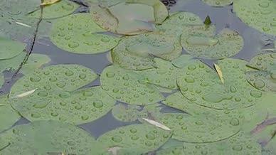 池塘雨季荷叶00575214视频的预览图